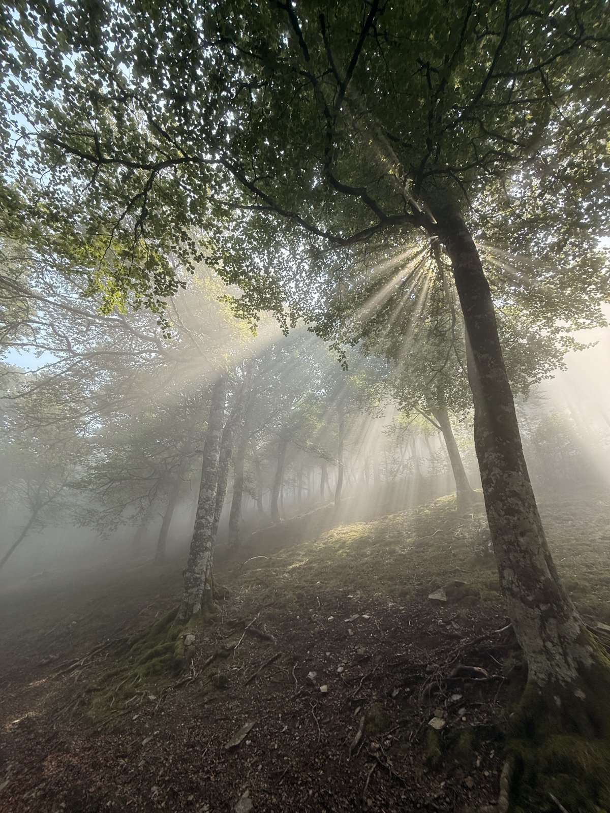Sunlight breaking through misty woodland